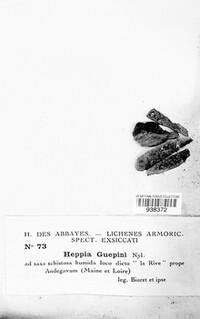 Heppia guepinii image